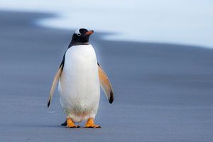 Just a penguin van Claudia van Zanten