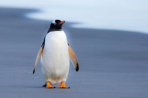 Just a penguin
