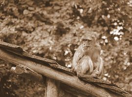 Singe de Barbarie en sépia