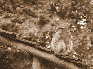 Berberaffe in Sepia
