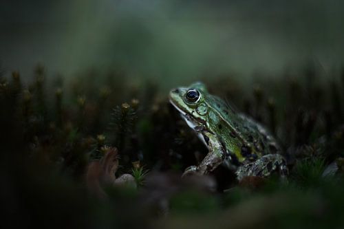 Le Roi Grenouille