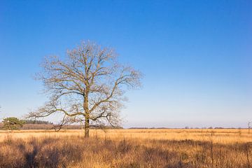 Kale boom op de heide van het  Noordsche veld in Drenthe
