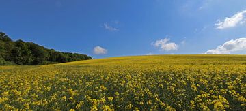 Raps von Yvonne Blokland