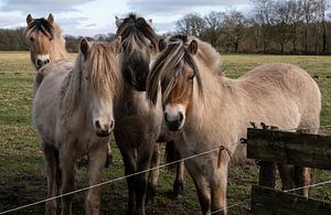 Chevaux dans la réserve naturelle de Balloërveld sur Bo Scheeringa Photography