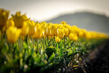 Tulpenveld (2) van Cor Tervoort