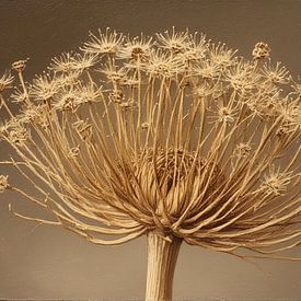 een stilleven van een berenklauw op licht donker bruine achtergrond. van J.a Dijkstra