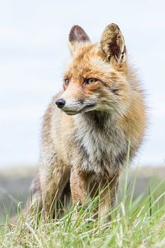 Red fox by William Linders