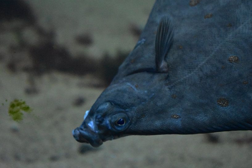 Blauwe vis von Denise Jansen