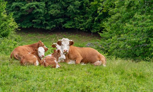 Des vaches au repos dans un pré