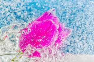 Tulp in wild water