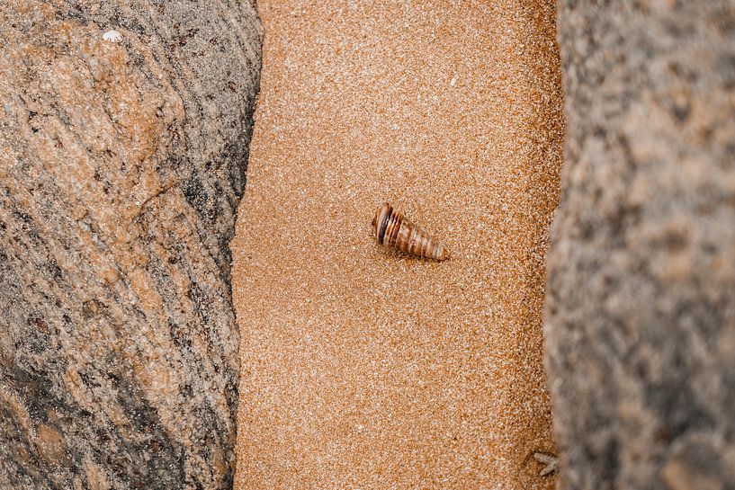 Muschel von Fotoverliebt - Julia Schiffers