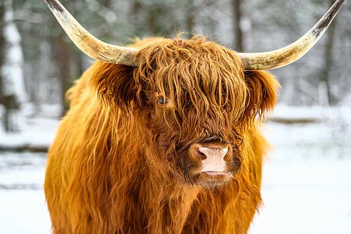 Schotse Hooglander in de sneeuw tijdens de winter