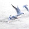 Mouettes dans le vent sur Natuurfotografie_simoneopdam