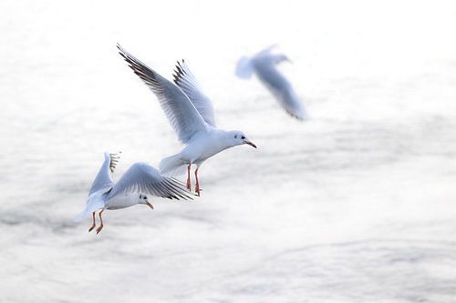 Seagulls on the wind