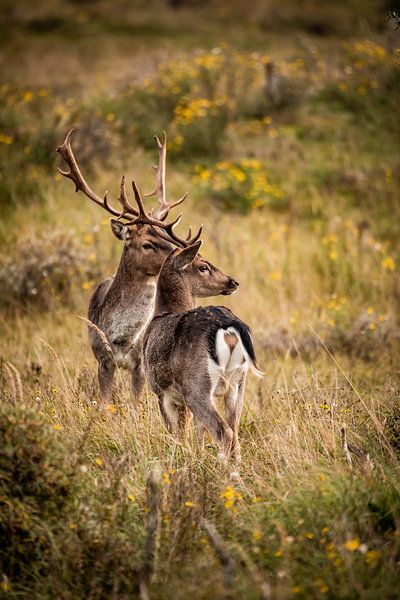 Fallow deer in nature by Design Wall Arts