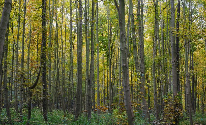 Spreewald von Thomas Jäger
