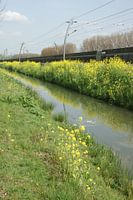 Slootje in de lente     Ditch in spring  
