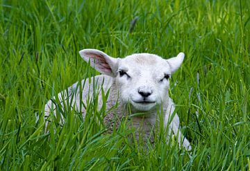 Lammetje in de wei van Bianca ter Riet