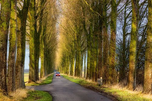 Een kleine rode auto tussen  enorme bomen