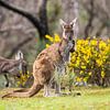 Kangoeroes in Australië van Thomas van der Willik