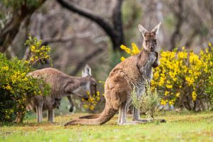 Kangoeroes in Australië van Thomas van der Willik