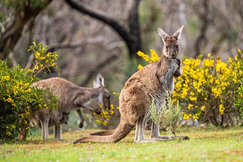 Kangaroos in Australia