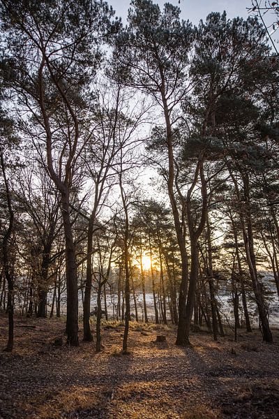 forests by Bart Liesenborgs