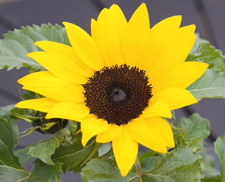 Zonnebloem van Bo Valentino