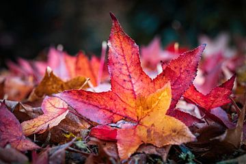 Feuille d'automne sur Rob Boon