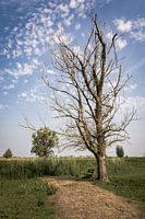 Kale boom in de Oostvaardersplassen