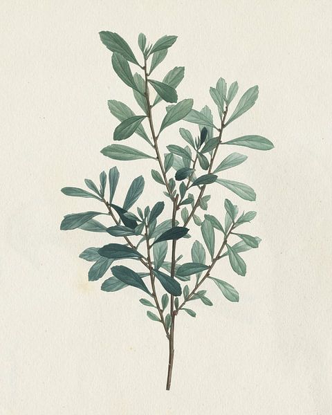 Victorian Garden Greenery I, Wild Apple Portfolio by Wild Apple