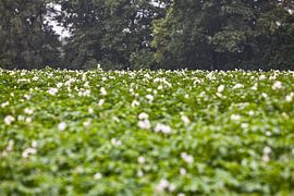 Agrarlandschaft im Achterhoek, Umgebung von Winterswijk (1)