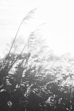 plumes de roseau | contre-jour | photographie en noir et blanc sur Laura Dijkslag