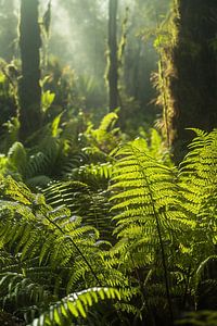 Wandern im Wald