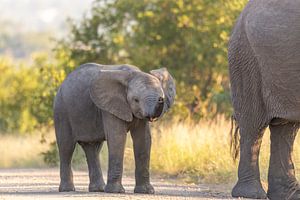 Baby Olifant van Dennis Eckert