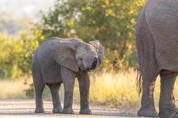 Baby Elephant by Dennis Eckert