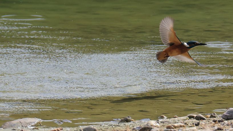 Kingfisher flight by Henk Kip