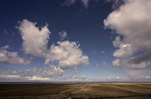 Salzwiesen an der Groninger Wattenküste
