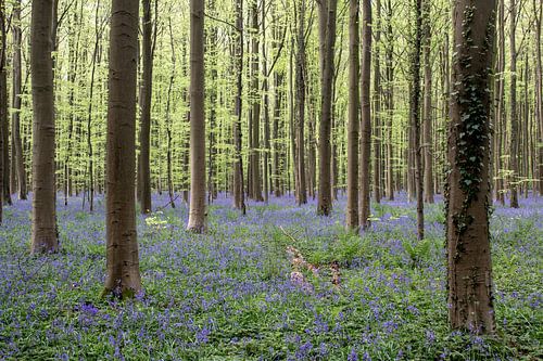 Festival de boshyacinthe dans le Hallerbos, Belgique