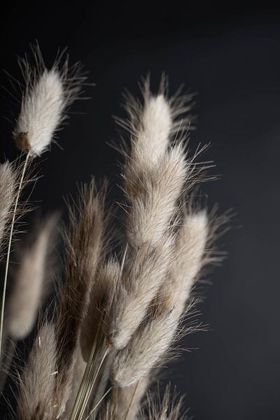 Fleurs sèches sur fond sombre par Jim Plaum
