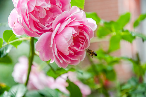 Roze Roos bloem  met an Hommel