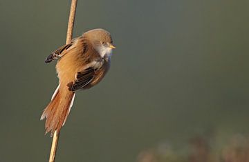 Baardman vrouw op een rietpluim