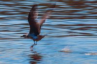 Opstijgende meeuw. Rising seagull.