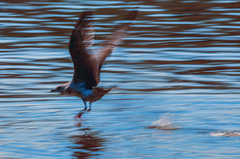 Opstijgende meeuw. Rising seagull.