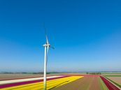 Wind turbine in front of tulips growing in agricultural fields s by Sjoerd van der Wal Photography thumbnail