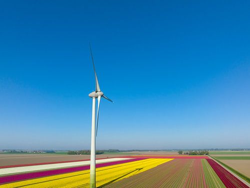 Windturbine voor tulpen die groeien in landbouwvelden s