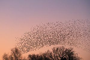 Spreeuwen wolk met vliegende vogels in de lucht tijdens zonsondergang van Sjoerd van der Wal Fotografie