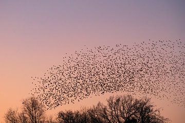 Spreeuwen wolk met vliegende vogels in de lucht tijdens zonsondergang