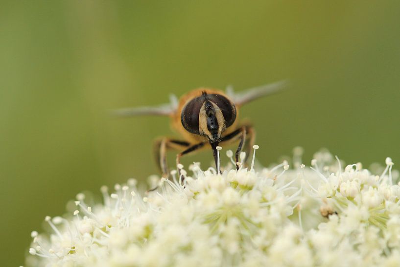 Zweefvlieg by Frouwkje Fotografie