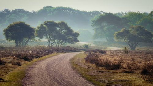 Photo avec une lumière exceptionnellement fraîche sur la Zuiderheide entre Hilversum et Laren, surpl